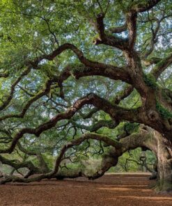 Fototapeta South Oak
