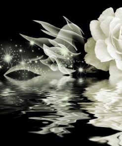 Fototapeta bílá růže