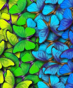 Fototapeta Duhoví motýli