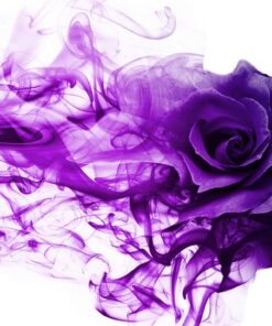 Fototapeta Smoking Rose