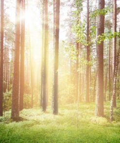 Fototapeta Slunce v lese