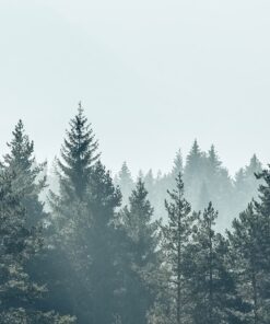 Fototapeta Borový les