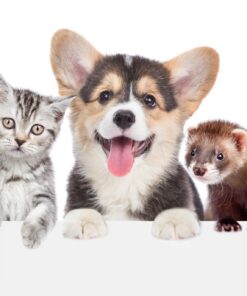 Fototapeta Balíček domácích mazlíčků