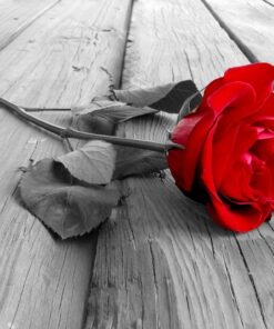 Fototapeta Rose on Wood