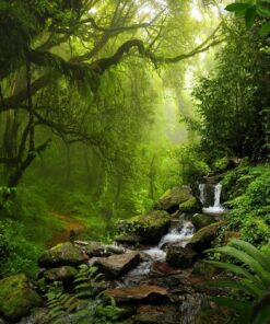 Fototapeta Rain Forest