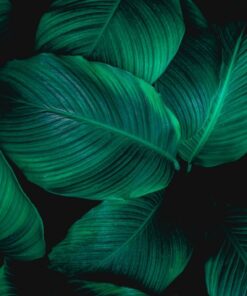 Nálepka na stěnu Tropické listy 5