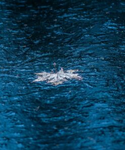 Fototapeta Leaf in Water