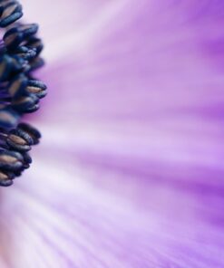 Samolepka na zeď Fialový květ