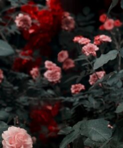 Fototapeta Kvetoucí růže