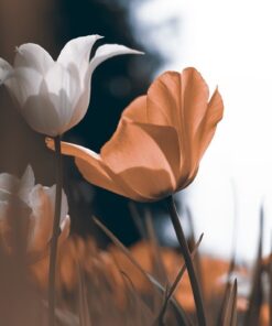 Fototapeta Jarní tulipány