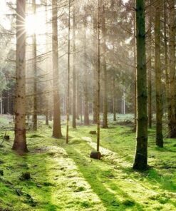 Fototapeta Jehličnatý les