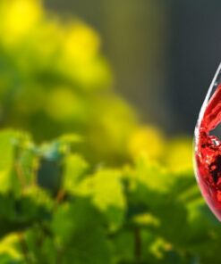 Fototapeta Sklenice na víno