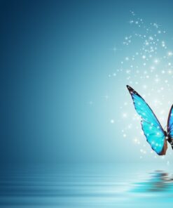 Fototapeta Modrý motýl