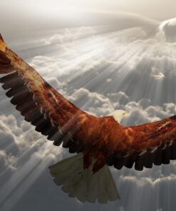 Fototapeta Eagle in flight