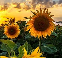 Fototapeta Slunečnicové pole