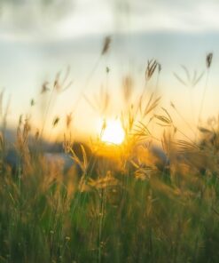Fototapeta Prairie Grasses