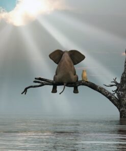 Fototapeta Slon na stromě