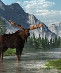 Fototapeta Moose in the Mountains