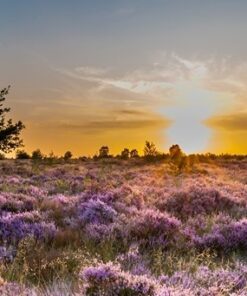 Fototapeta Blooming Heather