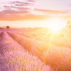 Fototapety Levandule, Francie