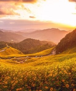 Fototapeta Sunflower Park