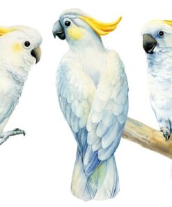 Fototapeta Blue Parrots