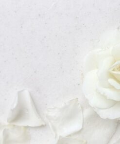 Fototapeta bílá růže 2