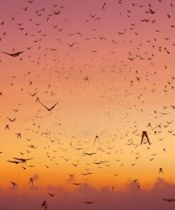 Fototapeta Motýli 2