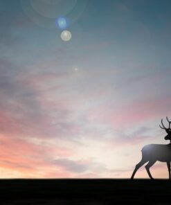 Fototapeta Deer at West