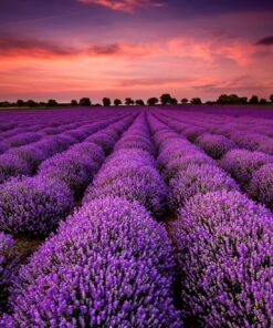 Fototapeta Levandule