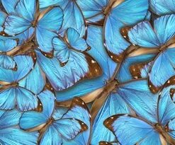 Samolepka na stěnu Tropičtí motýli