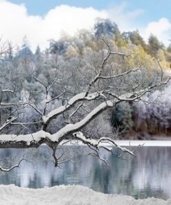 Fototapeta Zimní strom