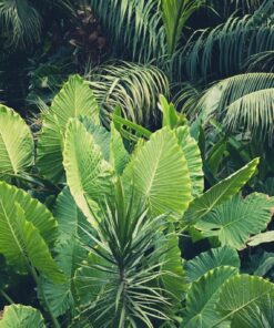 Fototapeta Tropický prales