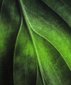 Fototapeta Leaf Construction