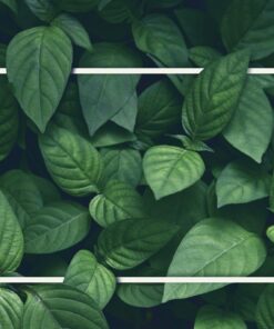 Samolepka na stěnu Listy s rámečkem