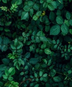 Fototapeta Ivy in Black