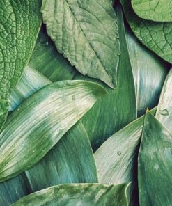 Fototapeta Listy po dešti