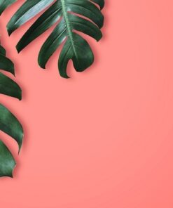 Fototapeta Listy v růžové barvě