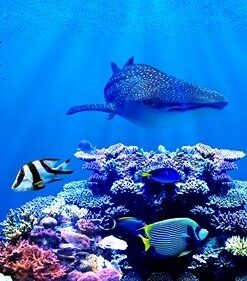 Fototapeta Korálový útes 2