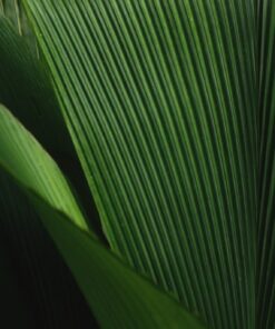 Fototapeta Zelená rostlina