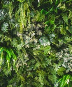 Fototapeta Kapradiny