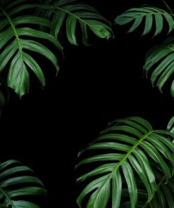 Fototapeta Leaves on Black