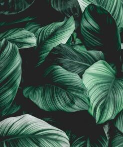 Fototapeta Listy v černé barvě