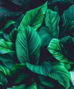 Fototapeta Okřídlený květ