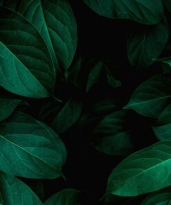 Fototapeta Listy v černé barvě 3