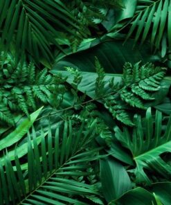 Fototapeta Monstera leaves 2