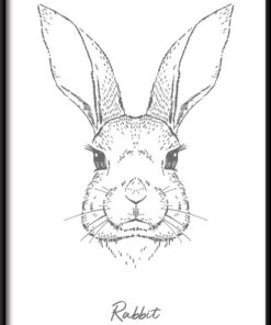 Králík lineární plakát