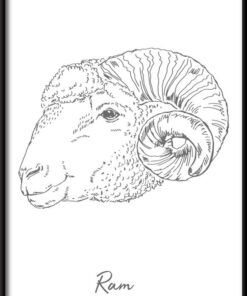 Beran lineární plakát