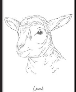 Ovce lineární plakát