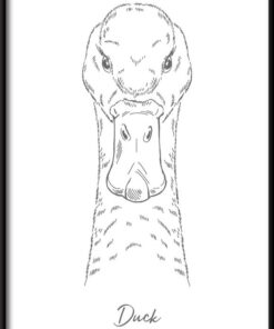 Kachní lineární plakát